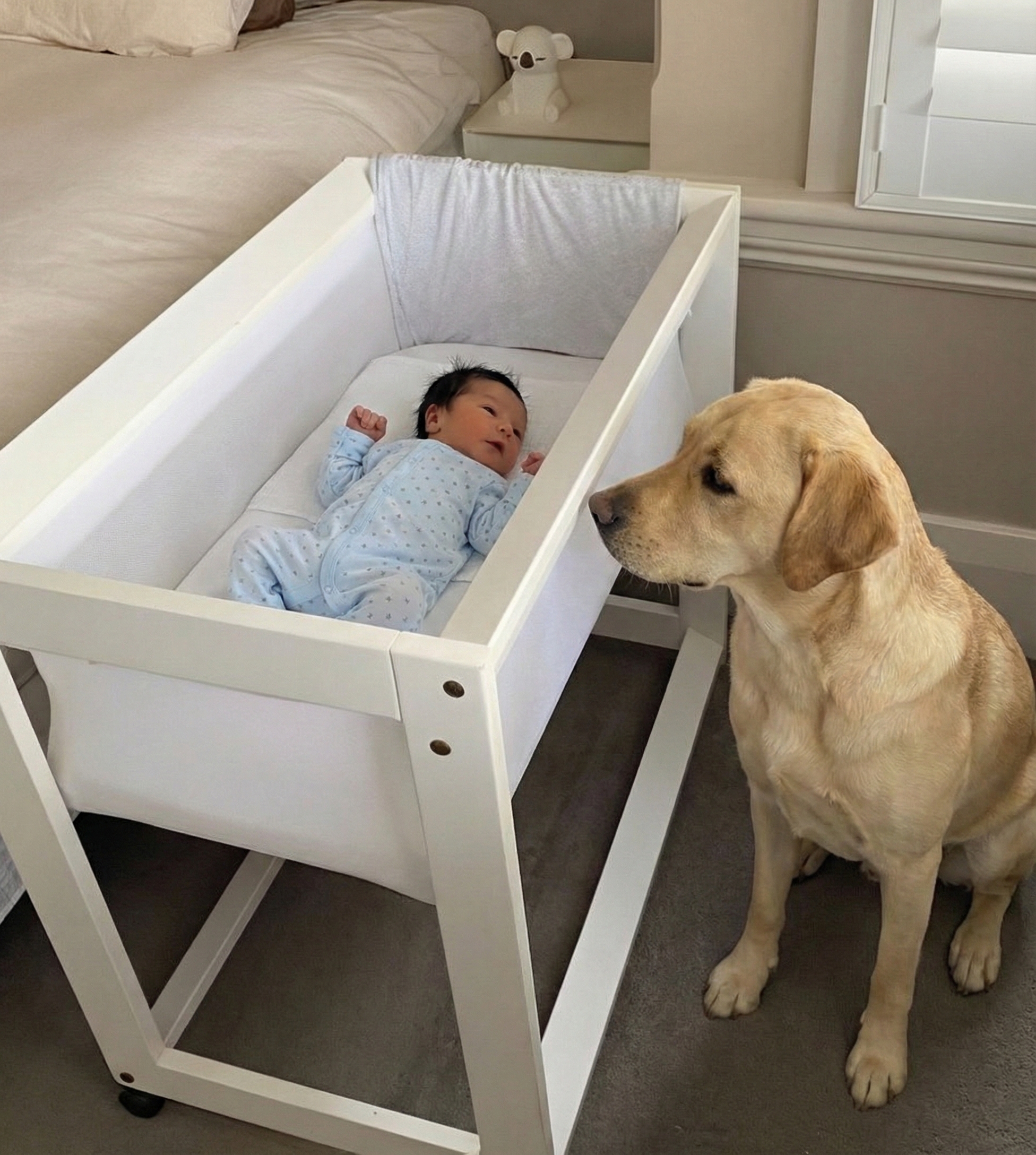 Eines Nachts, als ihr Baby gerade zwei Monate alt war, wurden die Robinsons von lautem Gebell überrascht.