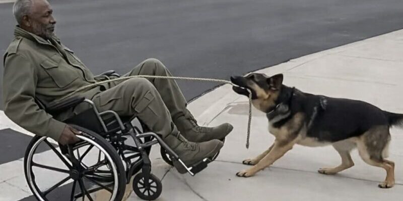 Un cane fedele salva un veterano dal rimanere bloccato!